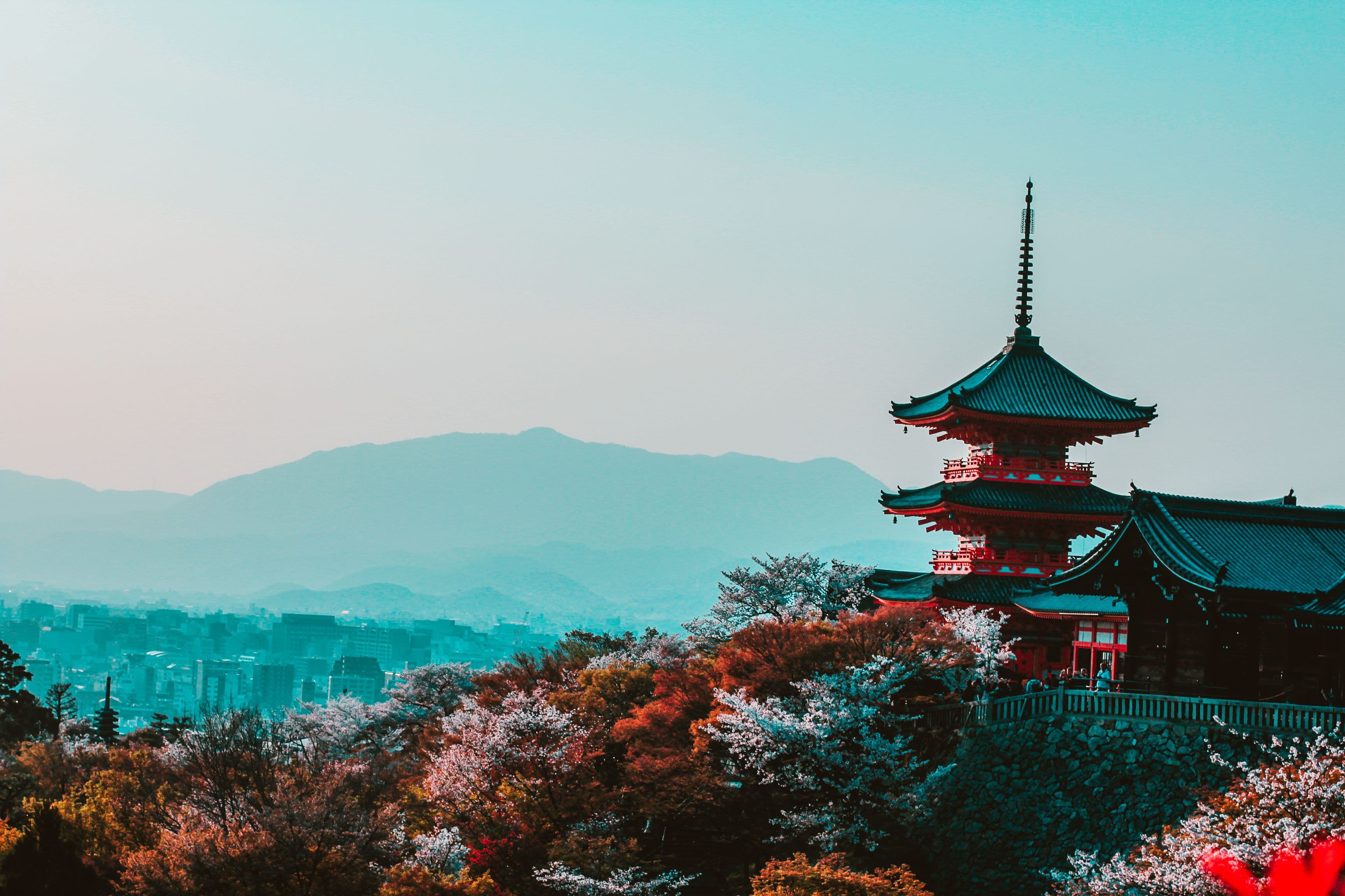 Japan Cherry Blossom